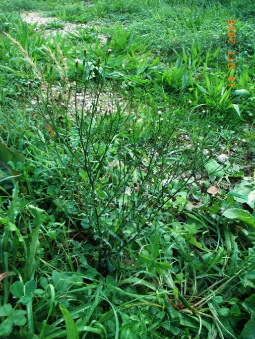 Symphyotrichum squamatum / Astro autunnale